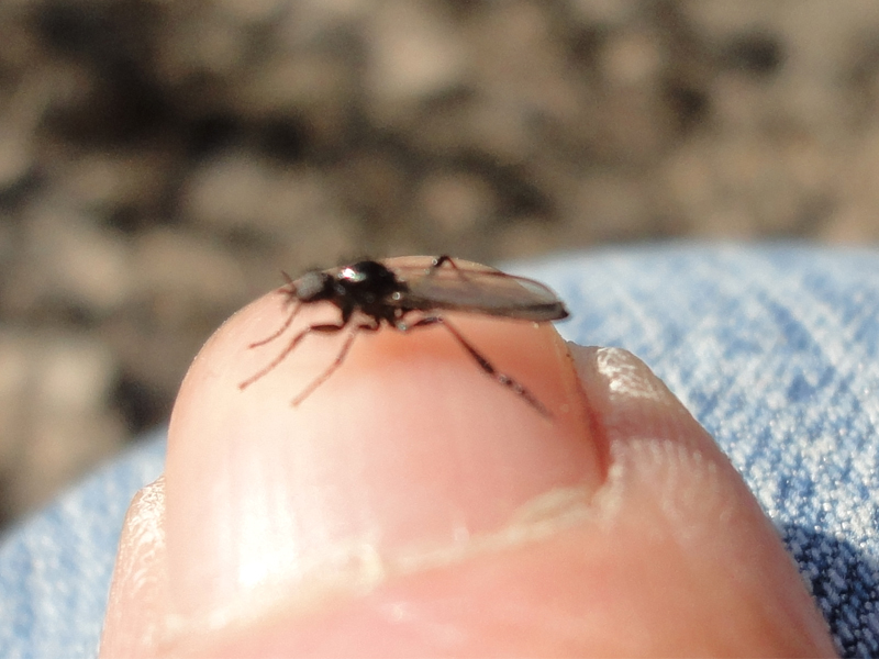Bibionide da id.